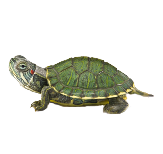 Turtle Team